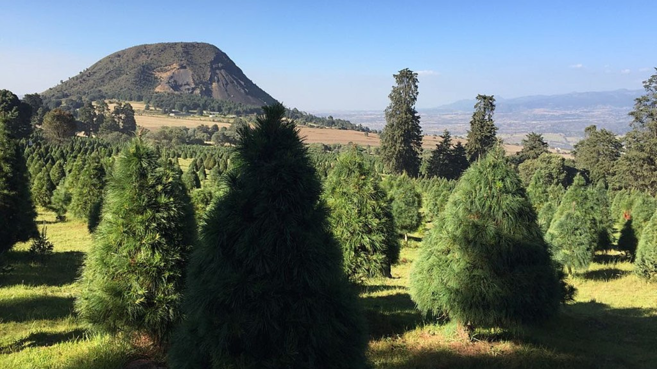 D Nde Comprar Rboles De Navidad Naturales Cerca De La Cdmx